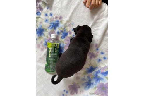 成約済の千葉県のパグ-247185の3枚目