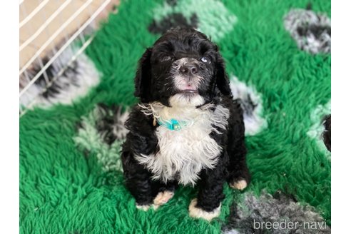 成約済の東京都のその他の犬種-250821の20枚目