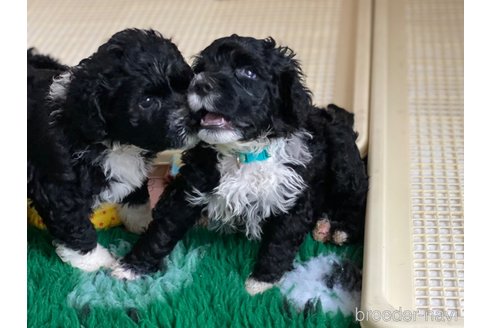 成約済の東京都のその他の犬種-250821の24枚目