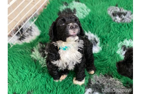 成約済の東京都のその他の犬種-250821の23枚目