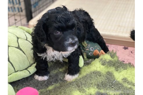 成約済の東京都のその他の犬種-250821の25枚目