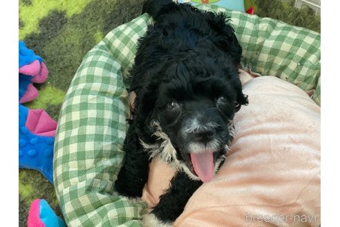 成約済の東京都のその他の犬種-250821の21枚目