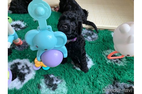 成約済の東京都のその他の犬種-250822の22枚目