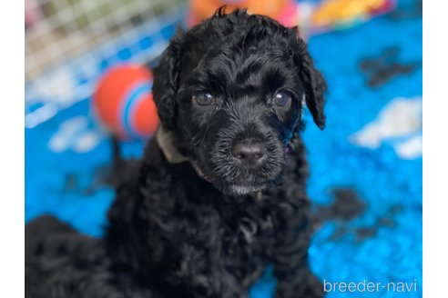 成約済の東京都のその他の犬種-250822の20枚目