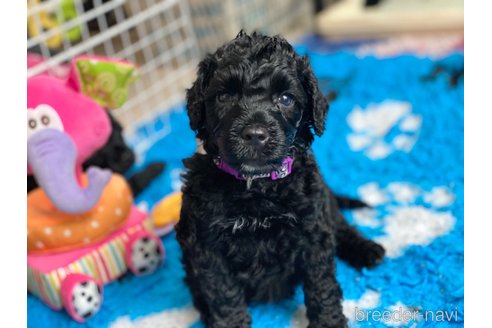 成約済の東京都のその他の犬種-250822の17枚目