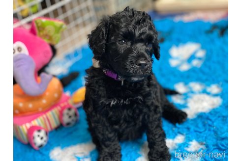 成約済の東京都のその他の犬種-250822の17枚目