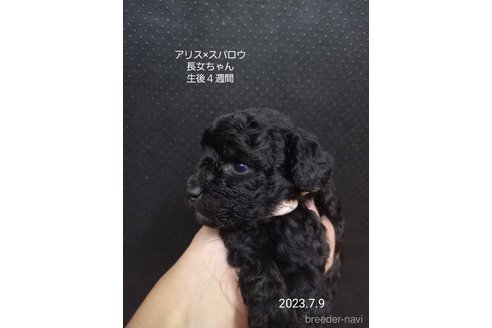 成約済の大阪府のティーカッププードル-245754の4枚目
