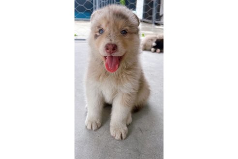 成約済の山梨県のミックス犬-246938の6枚目