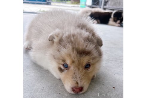 成約済の山梨県のミックス犬-246938の5枚目