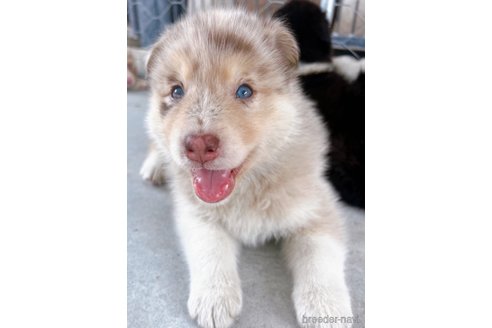 成約済の山梨県のミックス犬-246938の4枚目