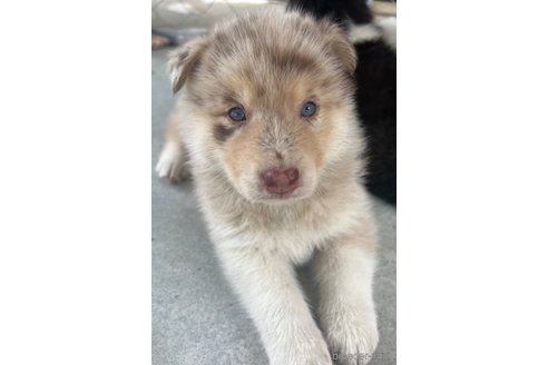 成約済の山梨県のミックス犬-246938の3枚目