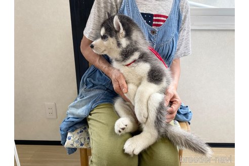 成約済の三重県のシベリアンハスキー-245265の3枚目