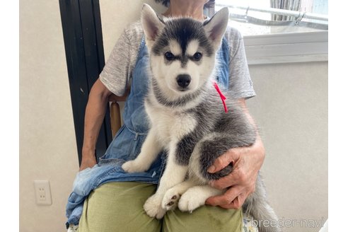 成約済の三重県のシベリアンハスキー-245265の4枚目