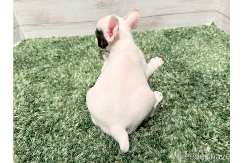 成約済の愛知県のフレンチブルドッグ-250950の3枚目