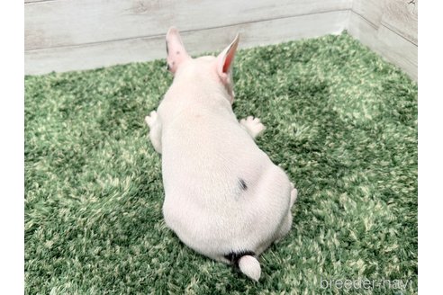 成約済の愛知県のフレンチブルドッグ-250951の4枚目