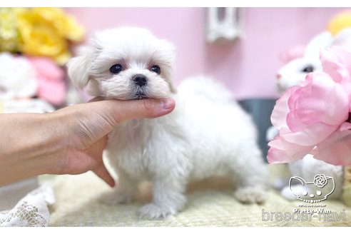 成約済の愛知県のマルチーズ-250795の2枚目