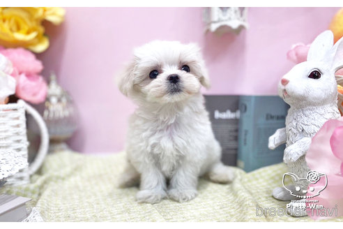 成約済の愛知県のマルチーズ-250795の3枚目