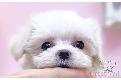 成約済の愛知県のマルチーズ-250795