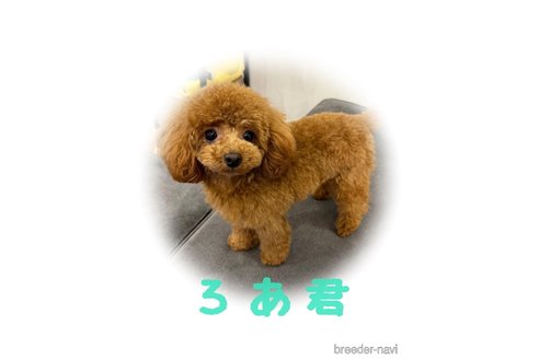 ろあくん1枚目