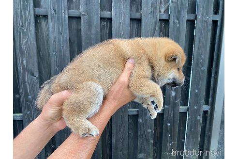 成約済の愛媛県の柴犬-250928の3枚目