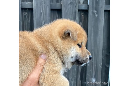 成約済の愛媛県の柴犬-250928の4枚目