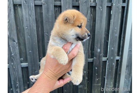 成約済の愛媛県の柴犬-250928の2枚目