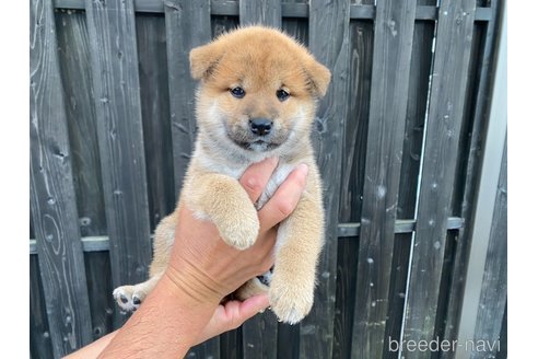 成約済のの柴犬-250928