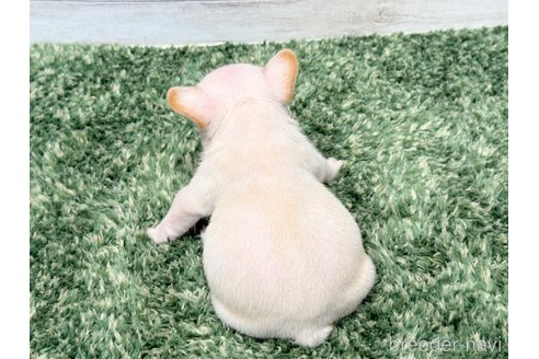 成約済の愛知県のフレンチブルドッグ-250940の3枚目