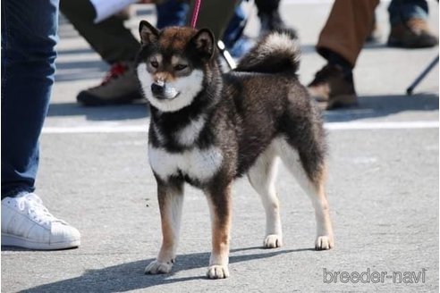 弁財天ちゃん1枚目