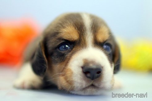 成約済の埼玉県のビーグル-250943の5枚目