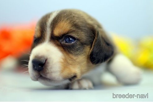 成約済の埼玉県のビーグル-250943の4枚目