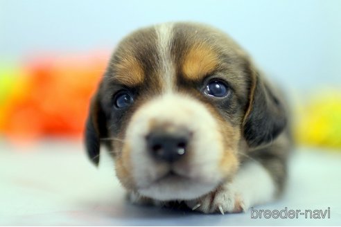 成約済の埼玉県のビーグル-250943の3枚目