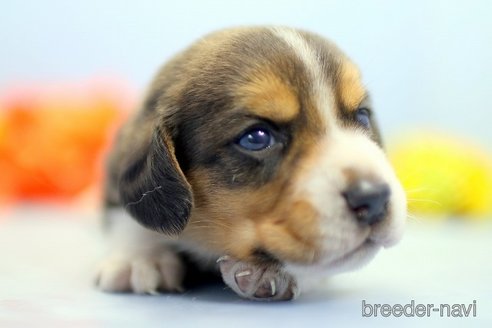 成約済の埼玉県のビーグル-250943の2枚目