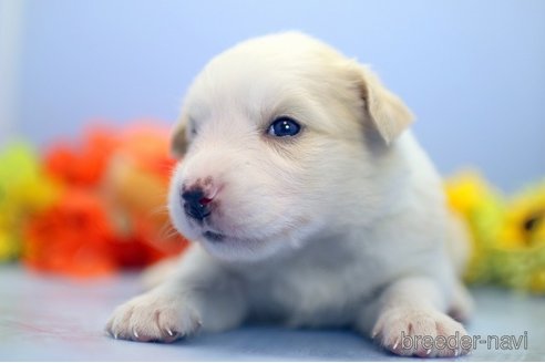 成約済の埼玉県のボーダーコリー-250963の4枚目