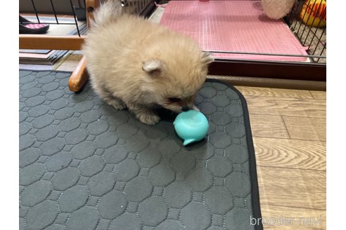 成約済の福岡県のポメラニアン-250976の9枚目