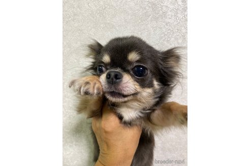 キキョウちゃん1枚目