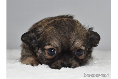 成約済の愛知県のチワワ(ロングコート)-248125