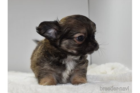 成約済の愛知県のチワワ(ロングコート)-248125の5枚目