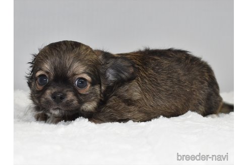 成約済の愛知県のチワワ(ロングコート)-248125の4枚目