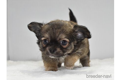 成約済の愛知県のチワワ(ロングコート)-248125の3枚目