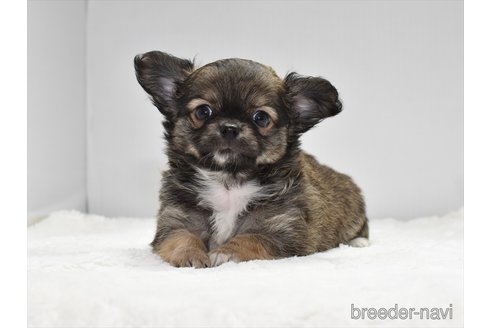 成約済の愛知県のチワワ(ロングコート)-248125の2枚目