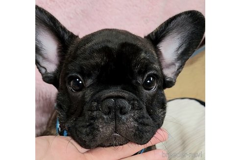 成約済の栃木県のフレンチブルドッグ-241666の10枚目