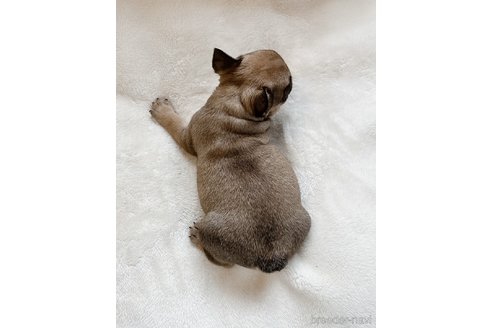 成約済の山口県のフレンチブルドッグ-247999の5枚目