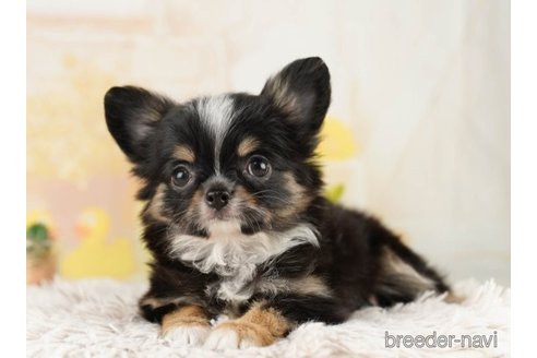 成約済の千葉県のチワワ(ロングコート)-251067の3枚目