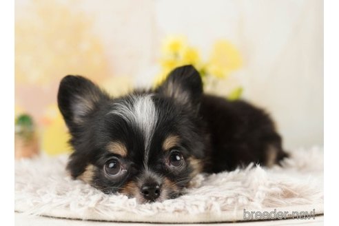 成約済の千葉県のチワワ(ロングコート)-251067の4枚目