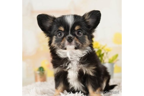 成約済の千葉県のチワワ(ロングコート)-251067の5枚目