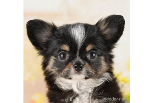 成約済の千葉県のチワワ(ロングコート)-251067の1枚目