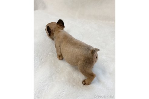 成約済の山口県のフレンチブルドッグ-247996の5枚目