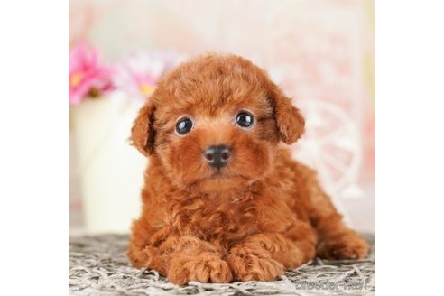 成約済の千葉県のタイニープードル-251087の2枚目