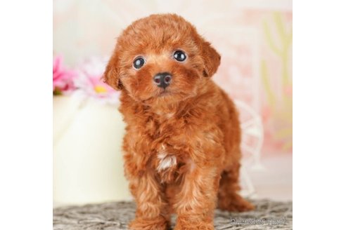 成約済の千葉県のタイニープードル-251087の3枚目